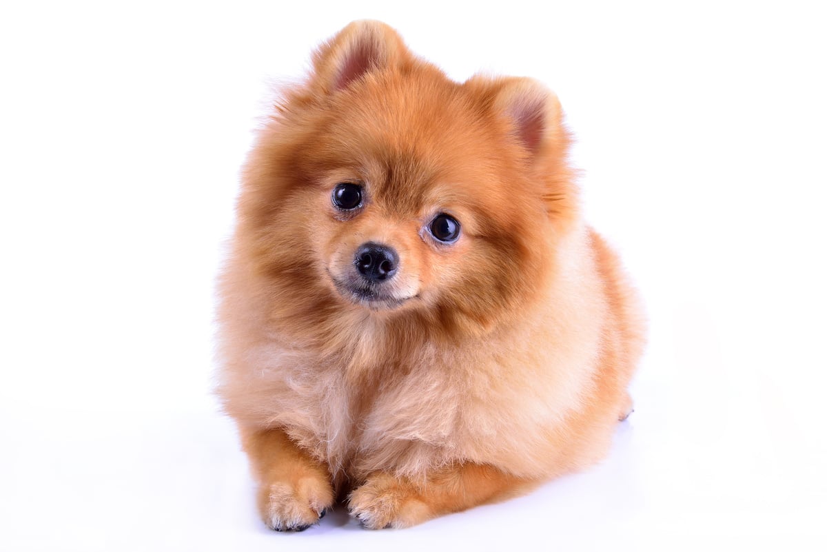pomeranian dog