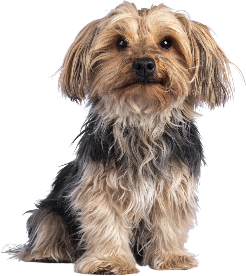 Yorkshire terrier dog on transparent background